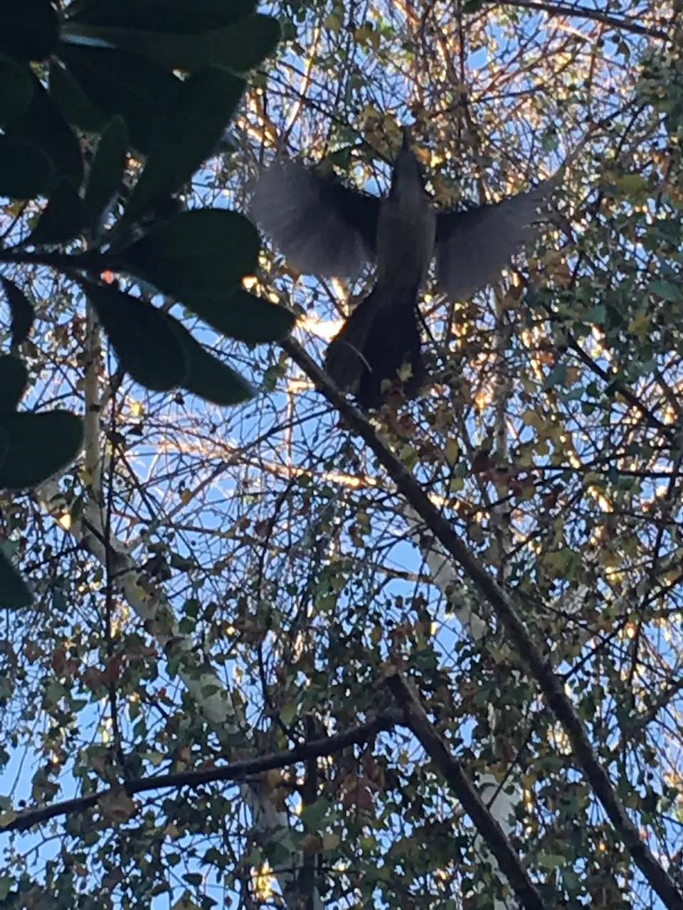 A scrub-jay perched among leafy branches in the garden.